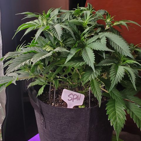 WW3 growlog timeline photo
