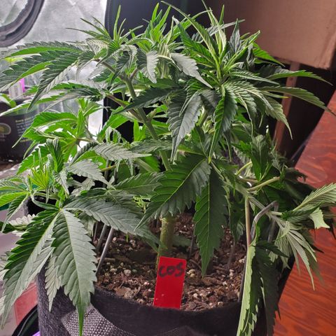 COS1 growlog timeline photo