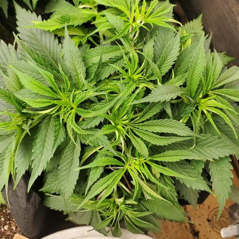 COS1 growlog timeline photo