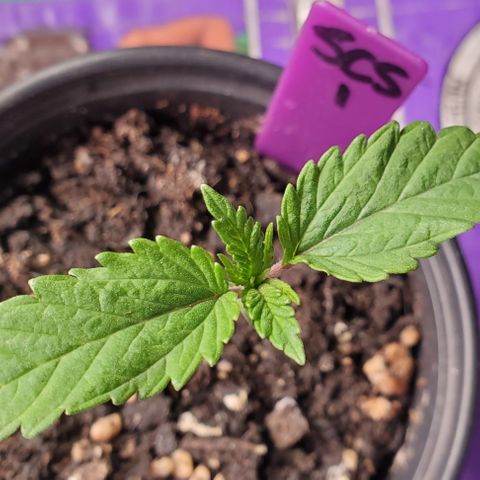 SCS1 growlog timeline photo