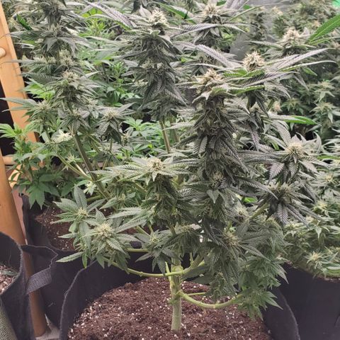 DF3 growlog timeline photo