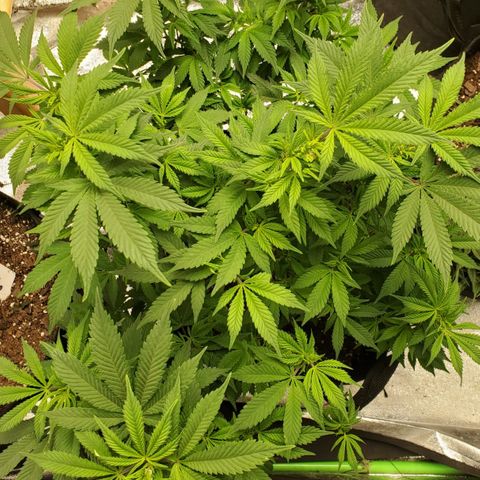 DF1 growlog timeline photo