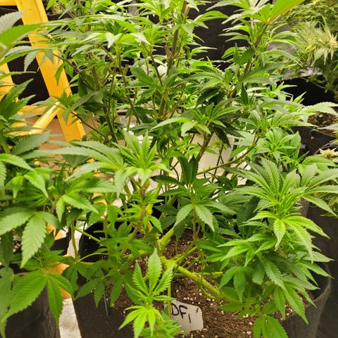 DF1 growlog timeline photo