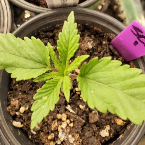 SCS1 growlog timeline photo
