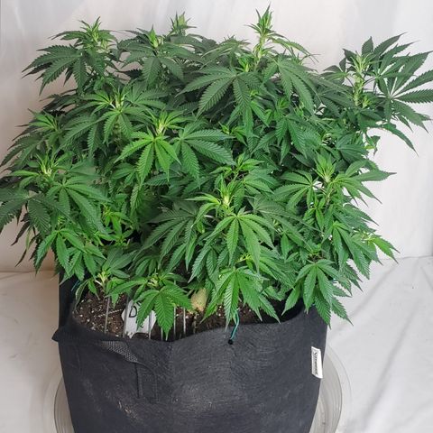 DF2 growlog timeline photo