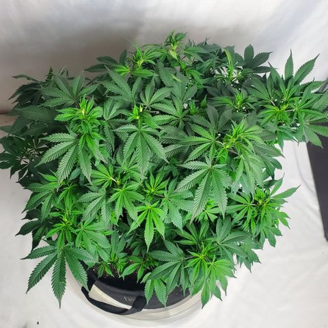 DF2 growlog timeline photo