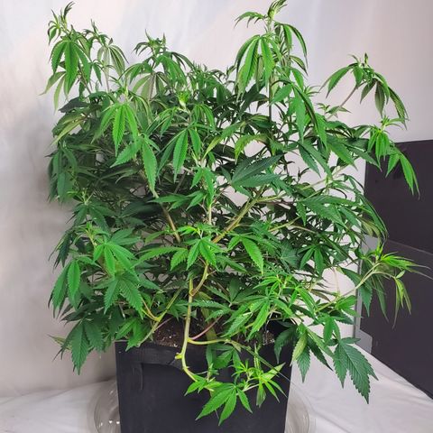 GSC1 growlog timeline photo