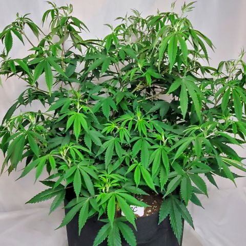 GSC1 growlog timeline photo