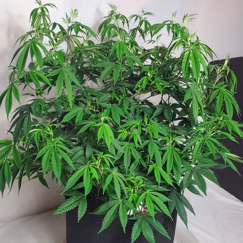 GSC1 growlog timeline photo