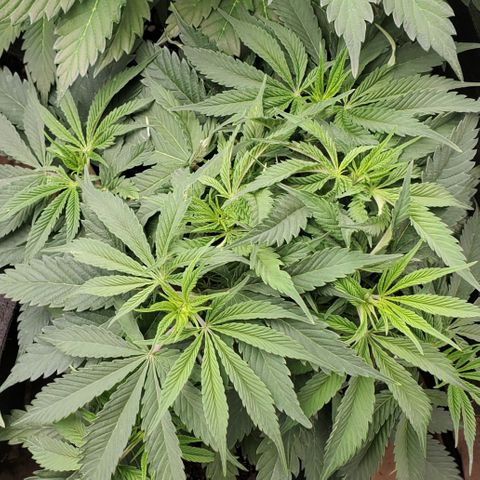 COS1 growlog timeline photo