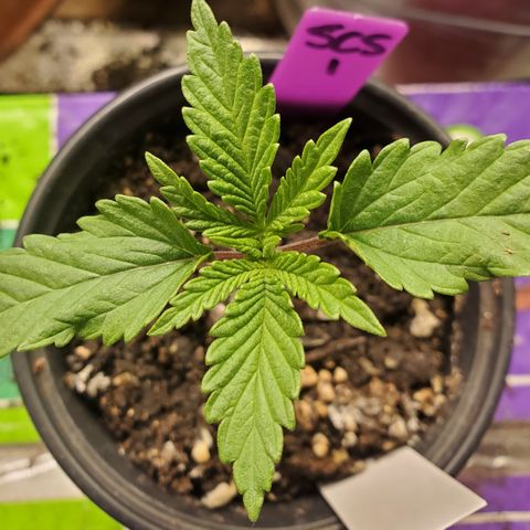 SCS1 growlog timeline photo