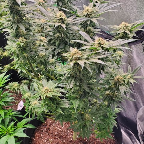 DF3 growlog timeline photo