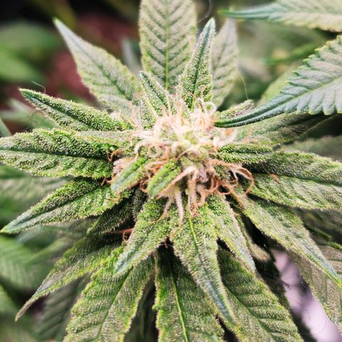 DF3 growlog timeline photo
