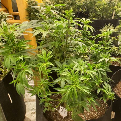DF1 growlog timeline photo