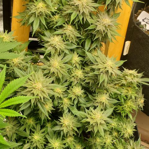 Spain(WW) growlog timeline photo