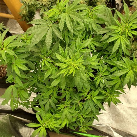 DF1 growlog timeline photo