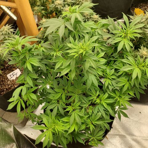 DF1 growlog timeline photo