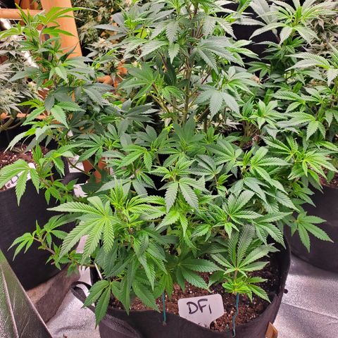 DF1 growlog timeline photo
