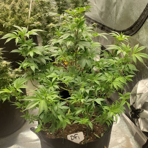 DF1 growlog timeline photo