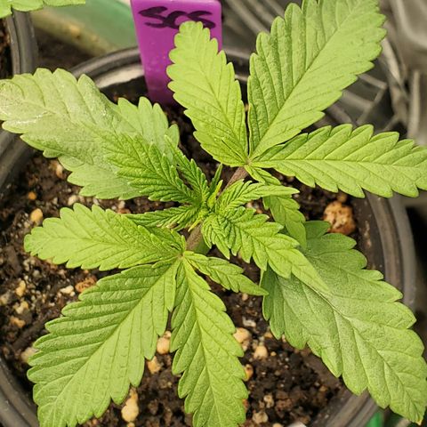 SCS1 growlog timeline photo