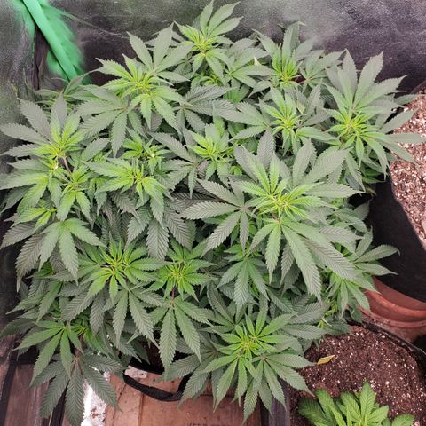 DF2 growlog timeline photo