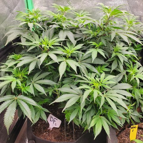 DF2 growlog timeline photo