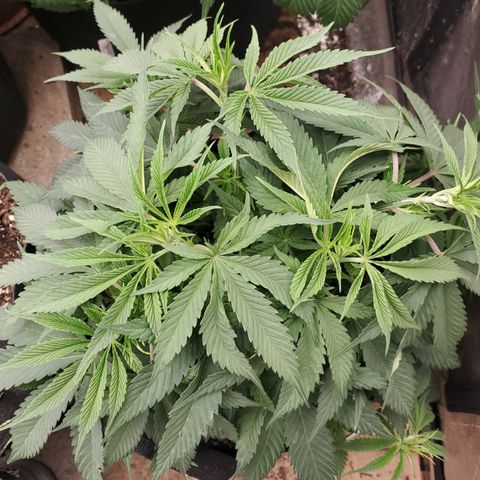 COS1 growlog timeline photo
