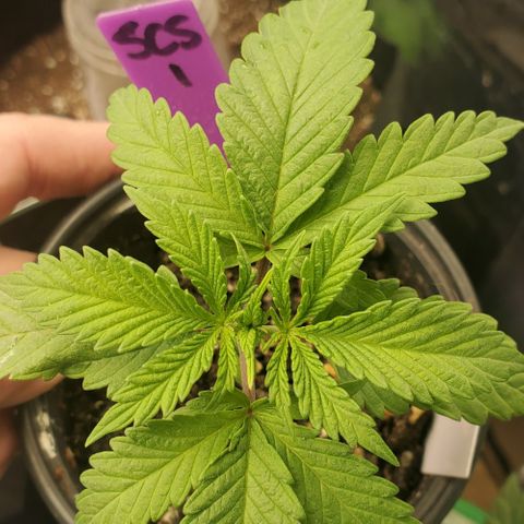 SCS1 growlog timeline photo