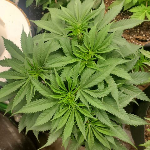 COS1 growlog timeline photo