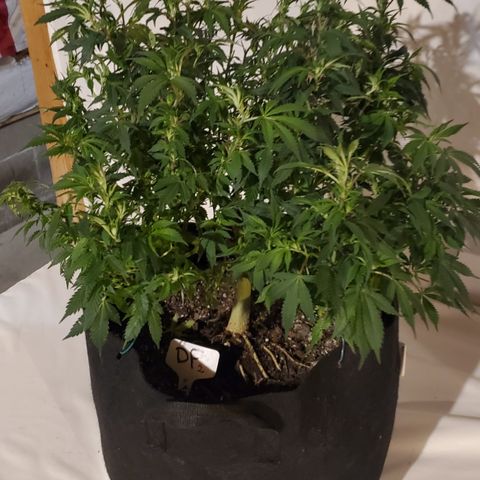 DF2 growlog timeline photo