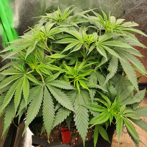 COS1 growlog timeline photo