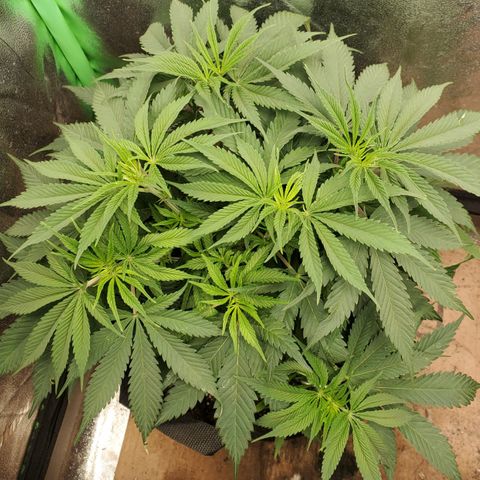 COS1 growlog timeline photo