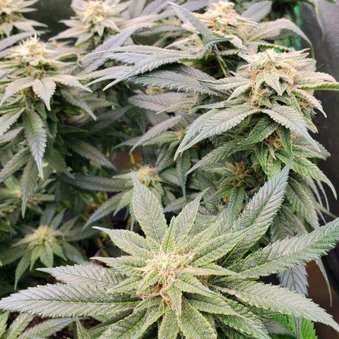 DF3 growlog timeline photo