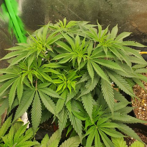 COS1 growlog timeline photo