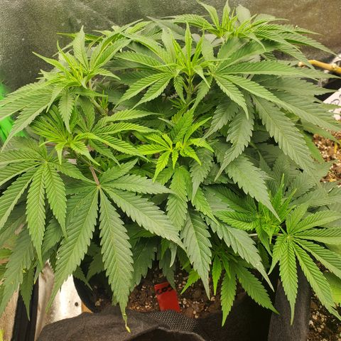 COS1 growlog timeline photo