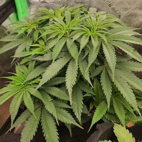 COS1 growlog timeline photo
