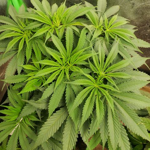 COS1 growlog timeline photo