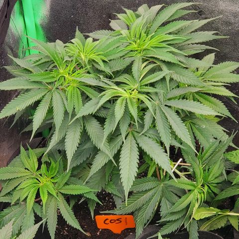 COS1 growlog timeline photo