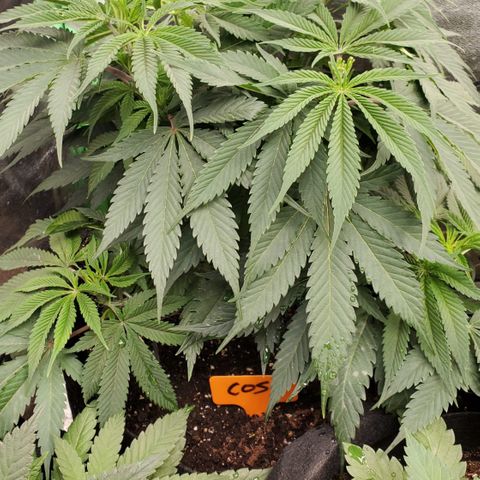 COS1 growlog timeline photo