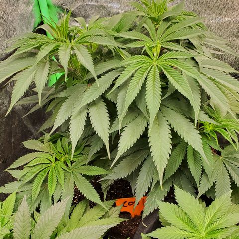 COS1 growlog timeline photo