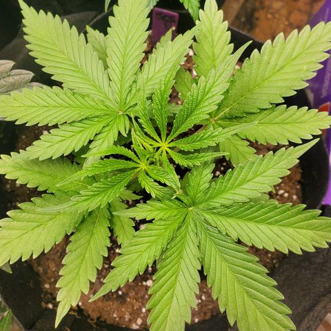 SCS1 growlog timeline photo