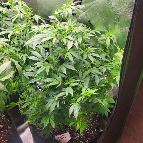 DF1 growlog timeline photo