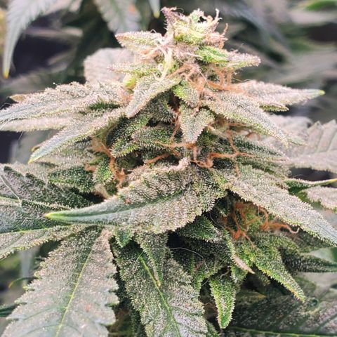 DF3 growlog timeline photo