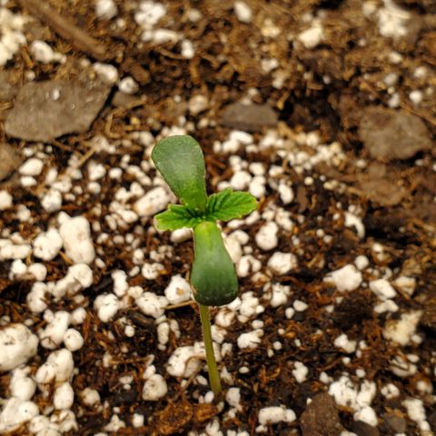 GCAuto2 growlog timeline photo
