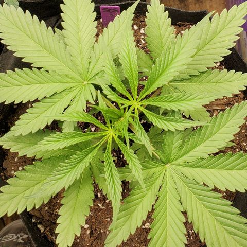 SCS1 growlog timeline photo