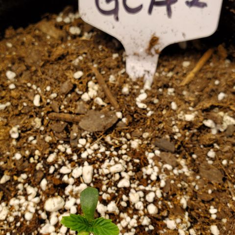 GCAuto2 growlog timeline photo