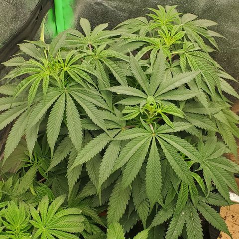 COS1 growlog timeline photo