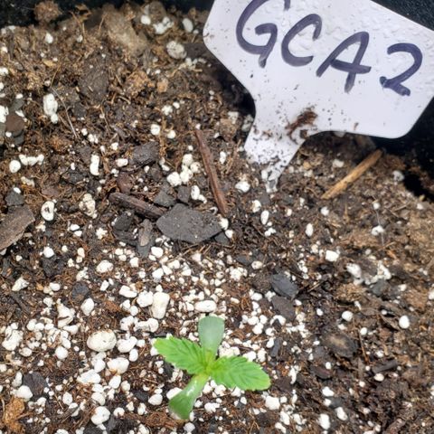 GCAuto2 growlog timeline photo