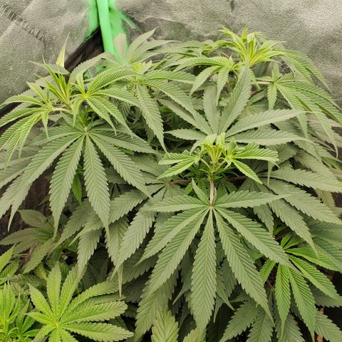 COS1 growlog timeline photo