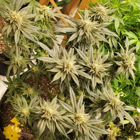 DF3 growlog timeline photo